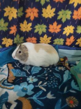 Rescue Guinea Pig Guinea Pigs for Adoption in Crystal Lake, Illinois - Burrito | PetCurious